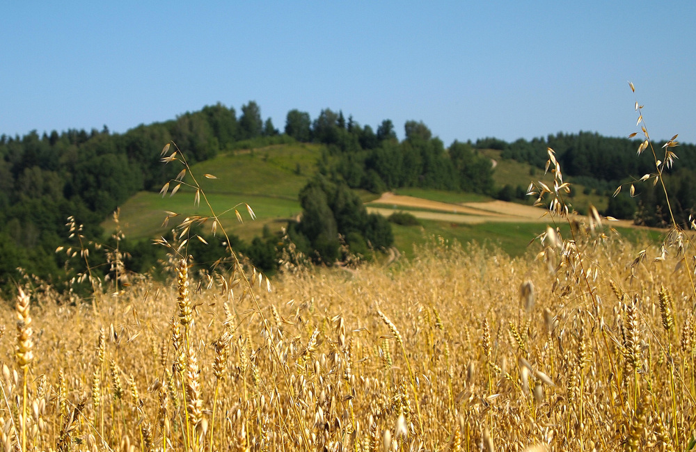 Mazury