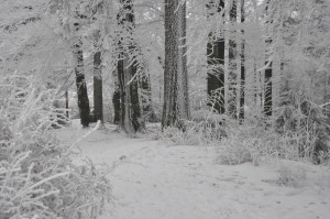 Winter Forest