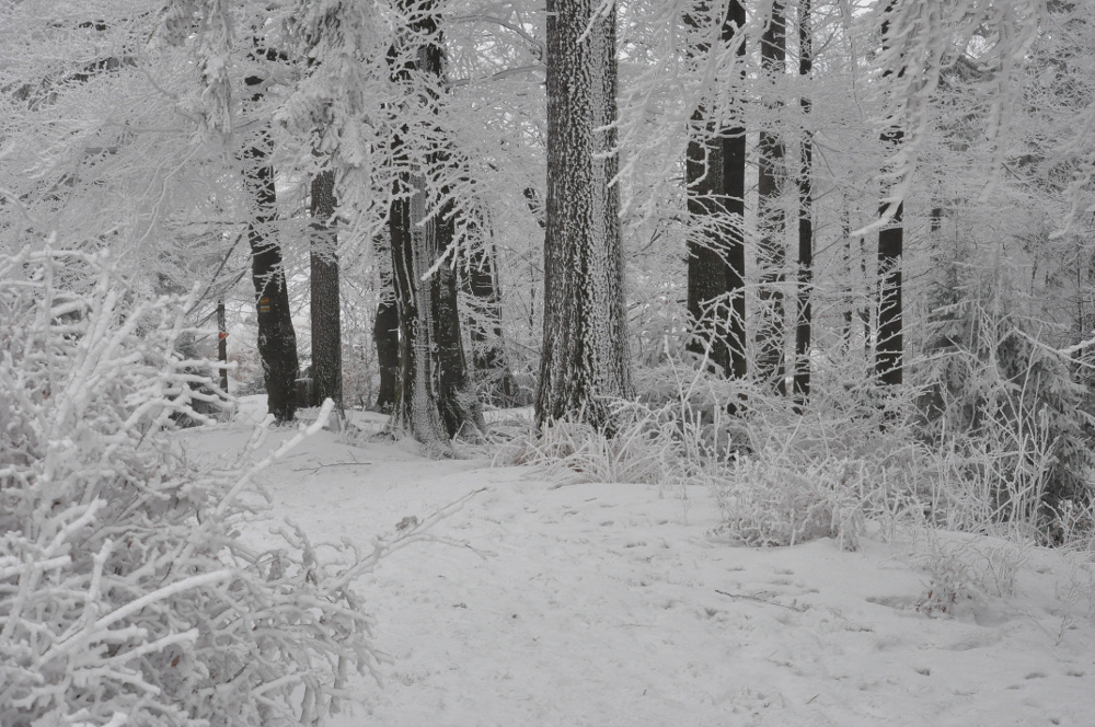 Winter Forest